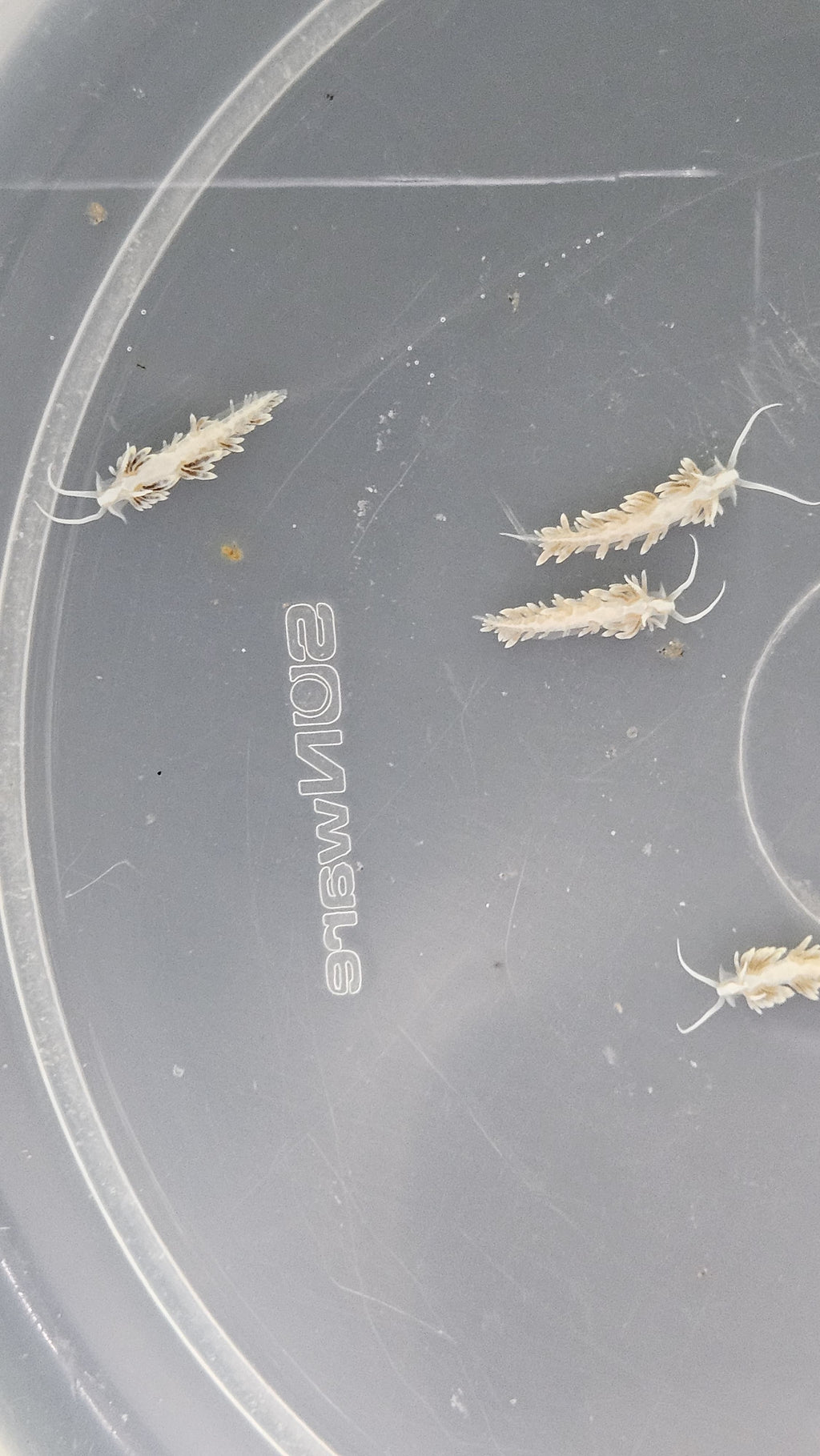 15-Pack Berghia stephanieae – Aiptasia-Eating Nudibranch | Natural Pest Control