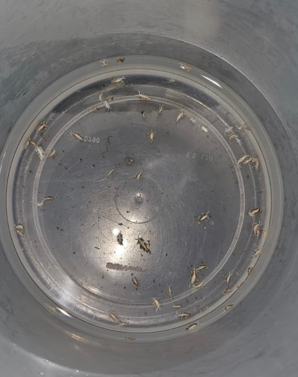 Berghia stephanieae Nachzucht 5 mm – gegen Glasrosen