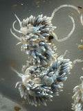5 Berghia stephanieae – Aiptasia-Eating Nudibranch | Natural Pest Control incl. 2 Egg Clutches